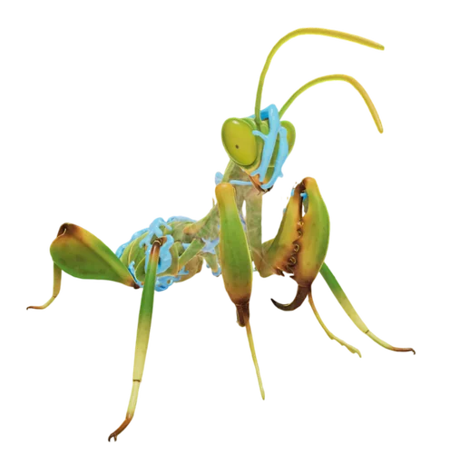 O.G.R.R. Praying Mantis Nymph from Grounded 2