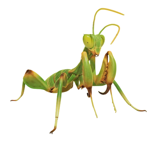 Praying Mantis Nymph from Grounded 2