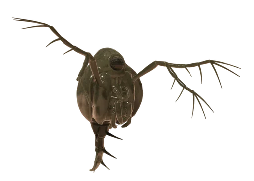 Spiny Water Flea from Grounded 2