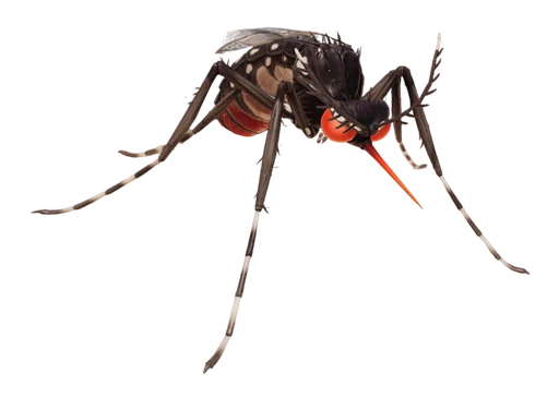 Tiger Mosquito from Grounded 2