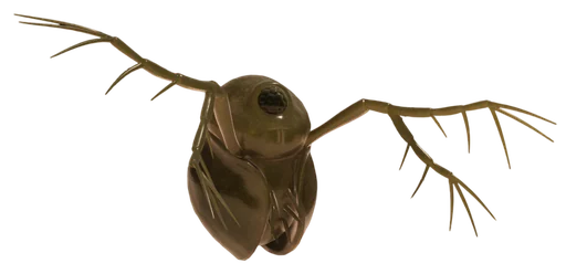 Water Flea from Grounded 2