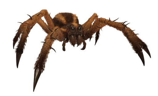 Wolf Spider from Grounded 2